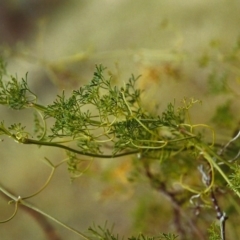 Clematis leptophylla (Small-leaf Clematis, Old Man's Beard) at Conder, ACT - 21 Dec 1999 by MichaelBedingfield