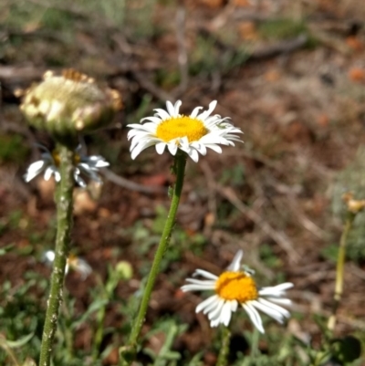 Brachyscome diversifolia var. diversifolia (Large-headed Daisy) at Canberra Central, ACT - 31 Oct 2017 by MattM