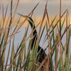 Anhinga novaehollandiae (Australasian Darter) at Gordon, ACT - 25 Mar 2015 by michaelb