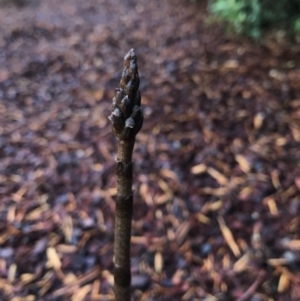 Gastrodia sp. at Barton, ACT - 31 Oct 2017