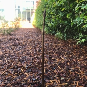 Gastrodia sp. at Barton, ACT - 31 Oct 2017