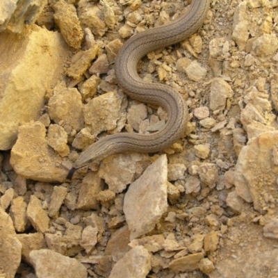 Lialis burtonis (Burton's Snake-lizard) at Yass River, NSW - 21 Oct 2007 by SueMcIntyre