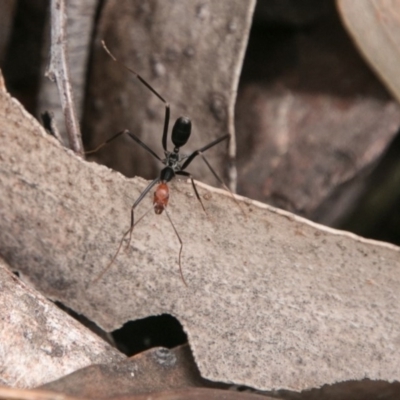 Leptomyrmex erythrocephalus (Spider ant) at Paddys River, ACT - 26 Oct 2017 by SWishart