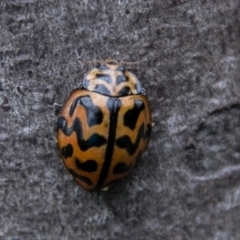 Cleobora mellyi (Southern Ladybird) at Paddys River, ACT - 26 Oct 2017 by SWishart