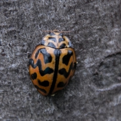 Cleobora mellyi (Southern Ladybird) at Paddys River, ACT - 27 Oct 2017 by SWishart