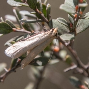 Philobota xiphostola at Paddys River, ACT - 27 Oct 2017