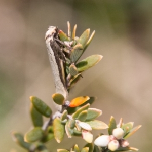 Philobota xiphostola at Paddys River, ACT - 27 Oct 2017