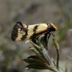 Olbonoma triptycha at Googong, NSW - 31 Oct 2017