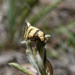 Olbonoma triptycha at Googong, NSW - 31 Oct 2017