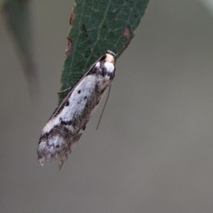 Philobota lysizona at Paddys River, ACT - 27 Oct 2017