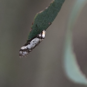 Philobota lysizona at Paddys River, ACT - 27 Oct 2017