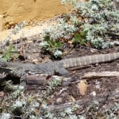 Varanus rosenbergi (Heath or Rosenberg's Monitor) at Wamboin, NSW - 30 Oct 2017 by Varanus