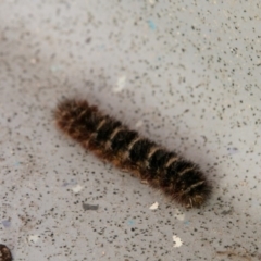 Lepidoptera unclassified IMMATURE (caterpillar or pupa or cocoon) at Paddys River, ACT - 29 Oct 2017 by SWishart