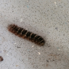 Lepidoptera unclassified IMMATURE moth at Paddys River, ACT - 29 Oct 2017