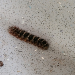 Lepidoptera unclassified IMMATURE at Paddys River, ACT - 29 Oct 2017 12:22 PM