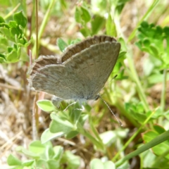 Zizina otis (Common Grass-Blue) at Wandiyali-Environa Conservation Area - 31 Oct 2017 by Wandiyali