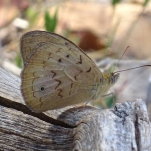 Heteronympha merope at Red Hill, ACT - 29 Oct 2017