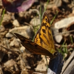 Heteronympha merope at Red Hill, ACT - 29 Oct 2017