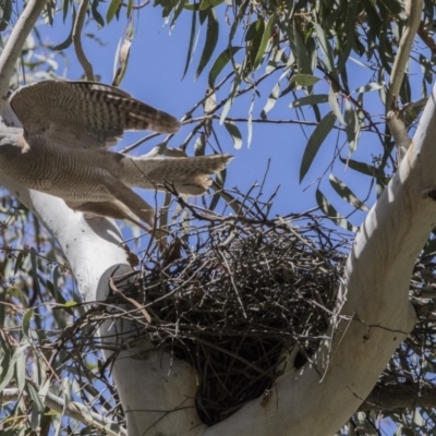 Tachyspiza cirrocephala (Collared Sparrowhawk) at Acton, ACT - 31 Oct 2017 by AlisonMilton