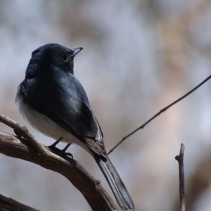 Myiagra rubecula at Deakin, ACT - 31 Oct 2017