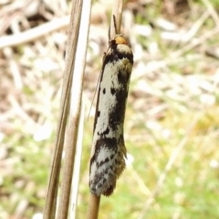 Philobota lysizona (A concealer moth) at Paddys River, ACT - 31 Oct 2017 by JohnBundock