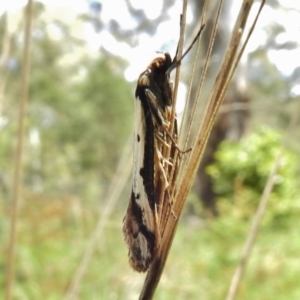 Philobota lysizona at Paddys River, ACT - 31 Oct 2017