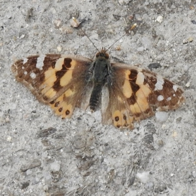 Vanessa kershawi (Australian Painted Lady) at Paddys River, ACT - 31 Oct 2017 by JohnBundock