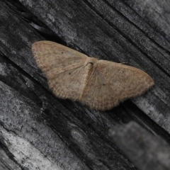 Scopula optivata (Varied Wave) at Paddys River, ACT - 31 Oct 2017 by JohnBundock