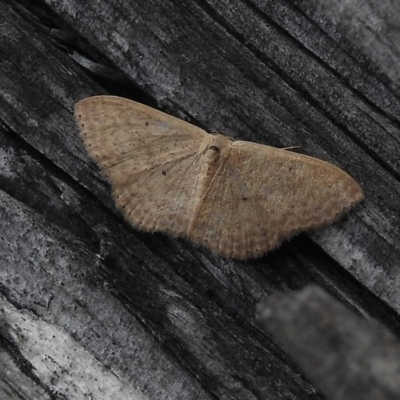 Scopula optivata (Varied Wave) at Jedbinbilla - 31 Oct 2017 by JohnBundock