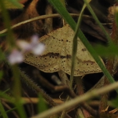 Taxeotis undescribed species nr epigaea (A geometer moth) at Paddys River, ACT - 31 Oct 2017 by JohnBundock