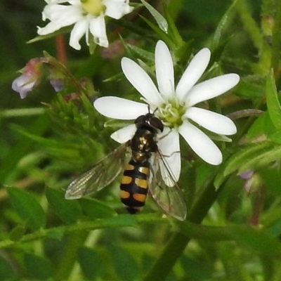 Melangyna viridiceps (Hover fly) at Paddys River, ACT - 31 Oct 2017 by JohnBundock