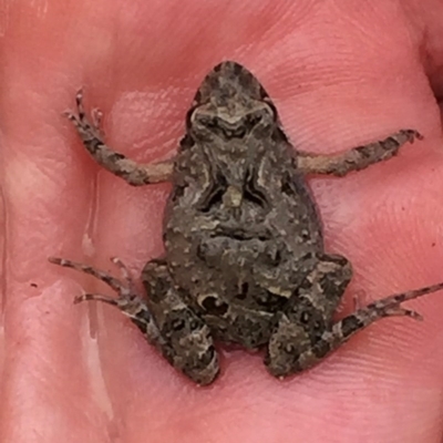 Crinia sp. (genus) (A froglet) at Jerrabomberra, NSW - 1 Nov 2017 by Wandiyali