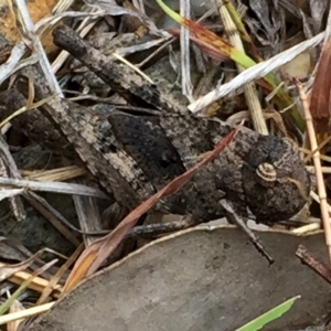 Gastrimargus musicus at Googong, NSW - 22 Dec 2015 03:35 PM