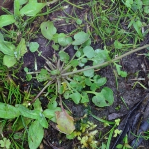 Cardamine paucijuga at Bolaro, NSW - 26 Oct 2017 10:25 AM