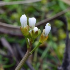 Cardamine paucijuga at Bolaro, NSW - 26 Oct 2017 10:25 AM