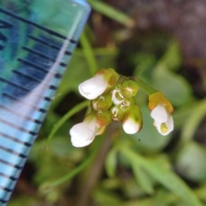 Cardamine paucijuga at Bolaro, NSW - 26 Oct 2017 10:25 AM