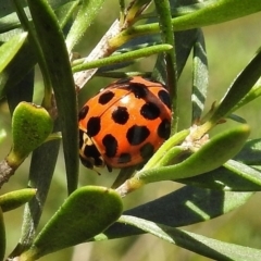 Harmonia conformis (Common Spotted Ladybird) at Tidbinbilla Nature Reserve - 31 Oct 2017 by JohnBundock