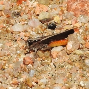 Cryptobothrus chrysophorus at Paddys River, ACT - 31 Oct 2017