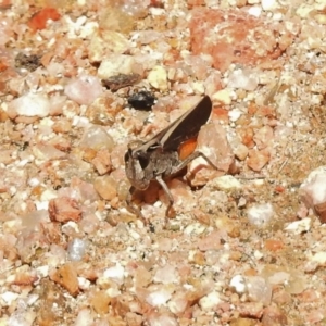 Cryptobothrus chrysophorus at Paddys River, ACT - 31 Oct 2017