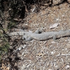 Varanus rosenbergi (Heath or Rosenberg's Monitor) at Wamboin, NSW - 1 Nov 2017 by Varanus