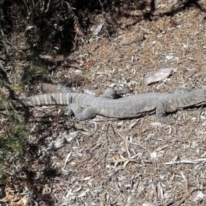 Varanus rosenbergi at Wamboin, NSW - 1 Nov 2017