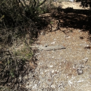 Varanus rosenbergi at Wamboin, NSW - 1 Nov 2017