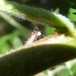 Pogonella minutus at Flynn, ACT - 1 Nov 2017