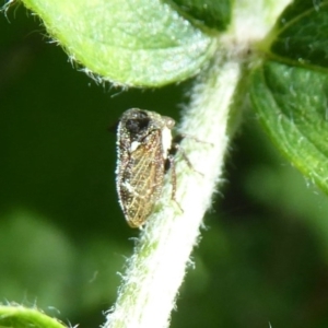 Pogonella minutus at Flynn, ACT - 1 Nov 2017 12:00 AM