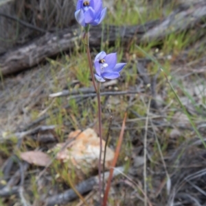 Thelymitra nuda at Cook, ACT - suppressed