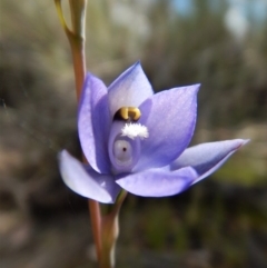 Thelymitra nuda at Cook, ACT - suppressed