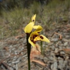 Diuris sulphurea at Cook, ACT - suppressed