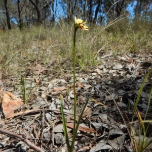 Diuris sulphurea at Cook, ACT - suppressed