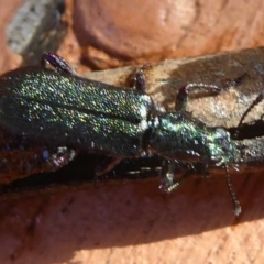 Eleale aspera (Clerid beetle) at Flynn, ACT - 1 Nov 2017 by Christine