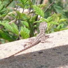 Amphibolurus muricatus (Jacky Lizard) at Bendora Reservoir - 12 Dec 2012 by Christine